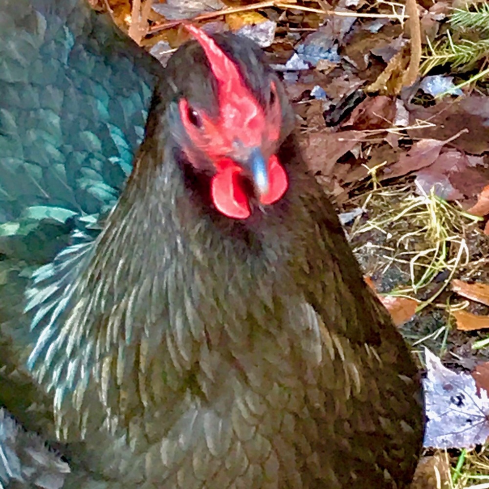 Meet your Posher, Terri